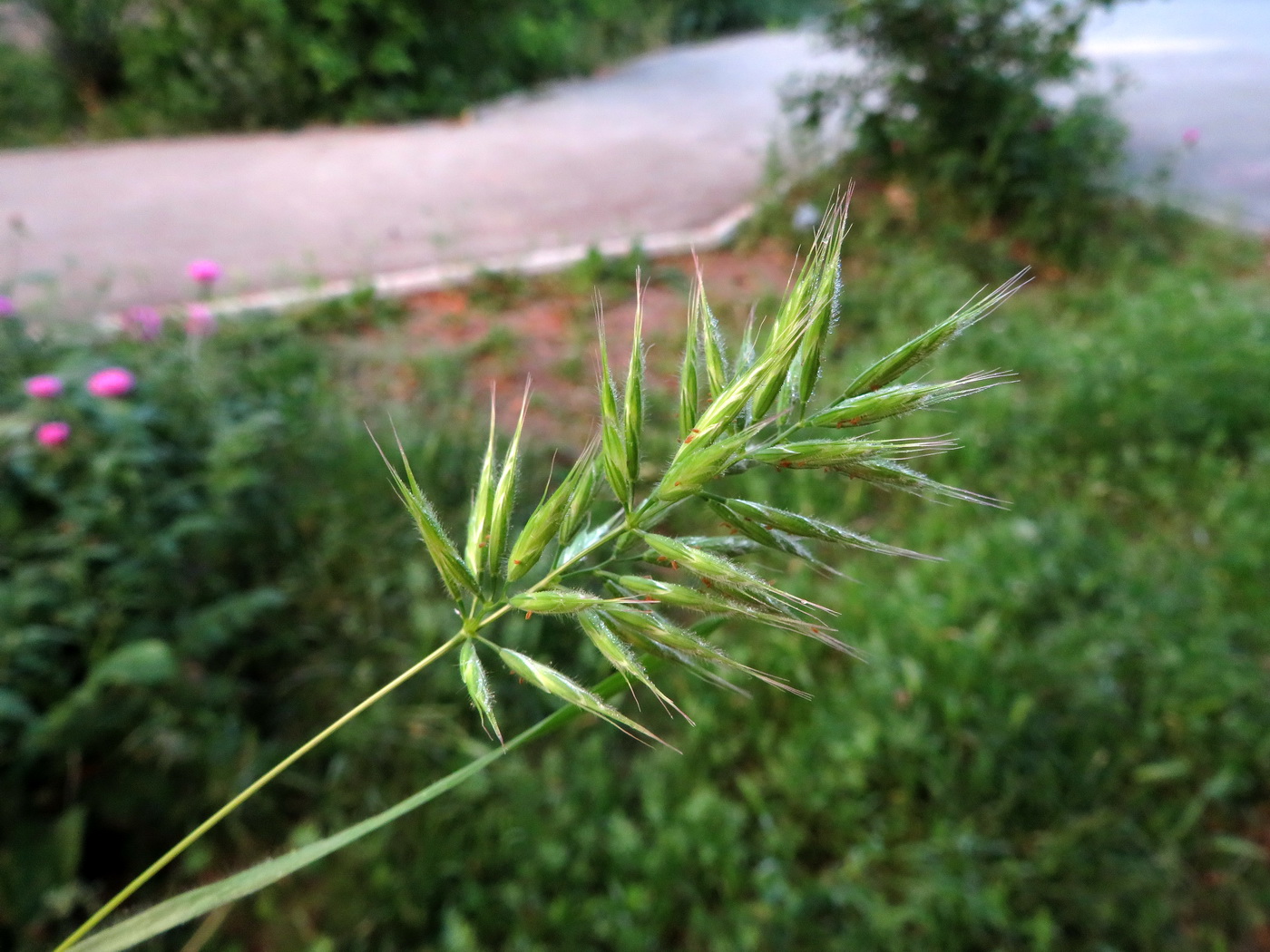 Изображение особи род Bromus.