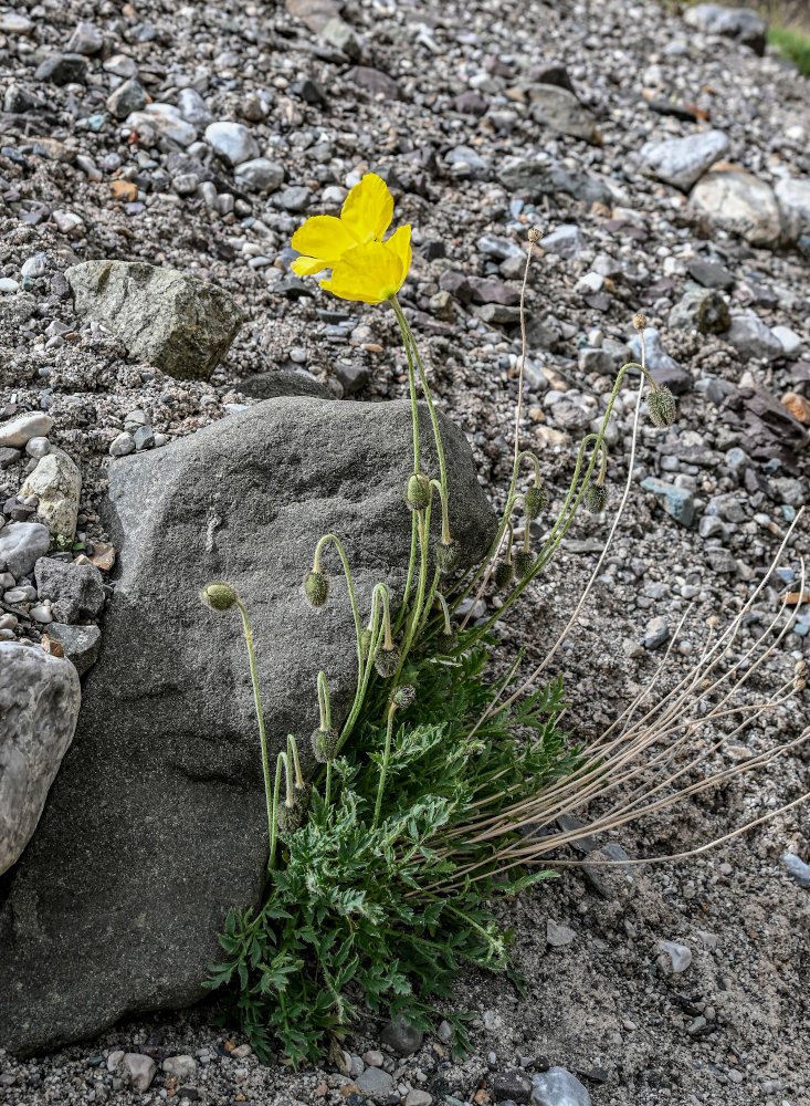 Image of Papaver croceum specimen.