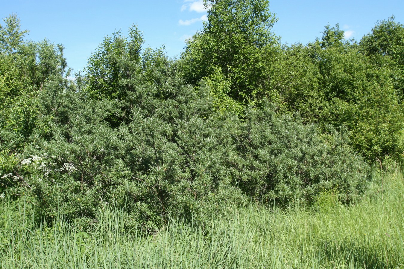 Изображение особи Hippophae rhamnoides.