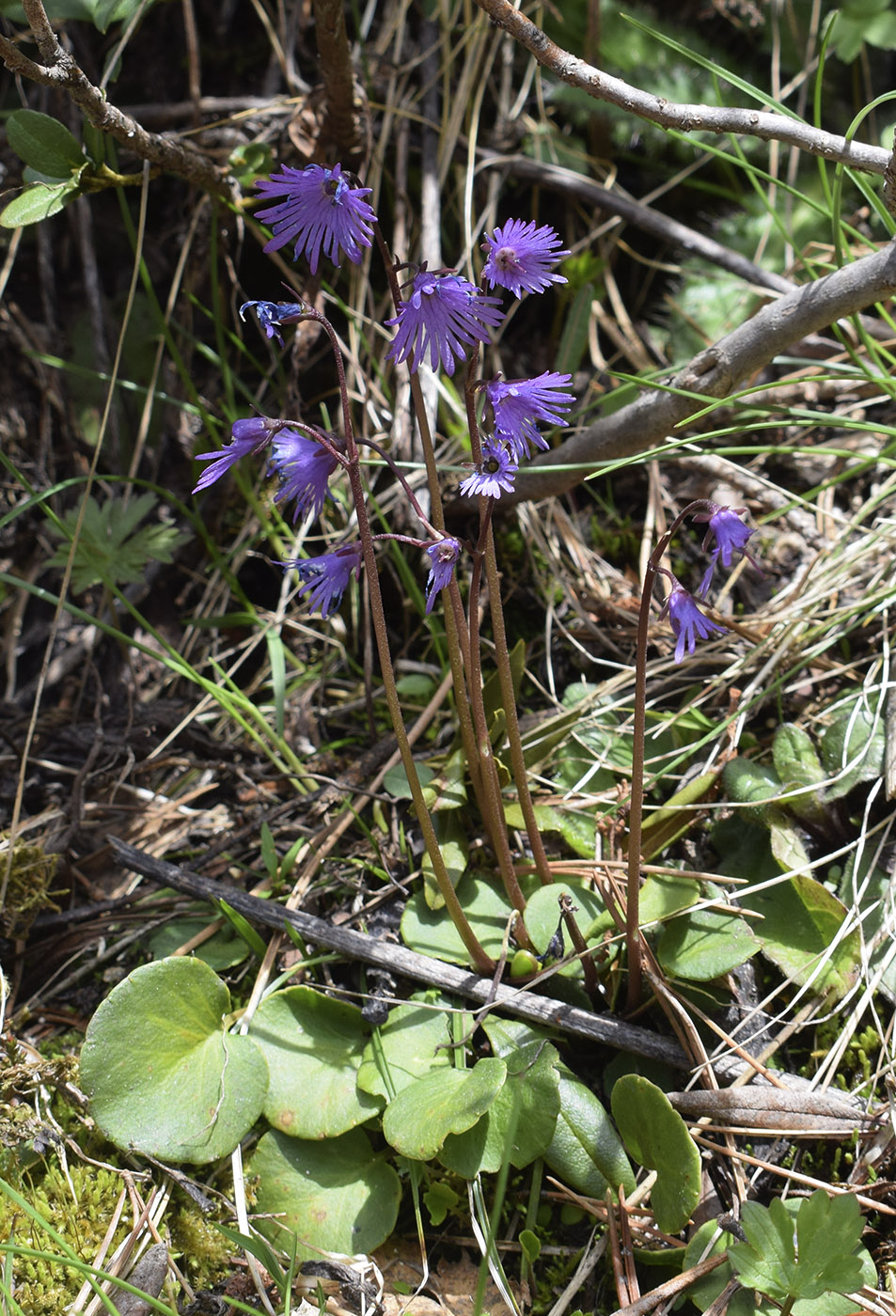 Изображение особи Soldanella alpina.