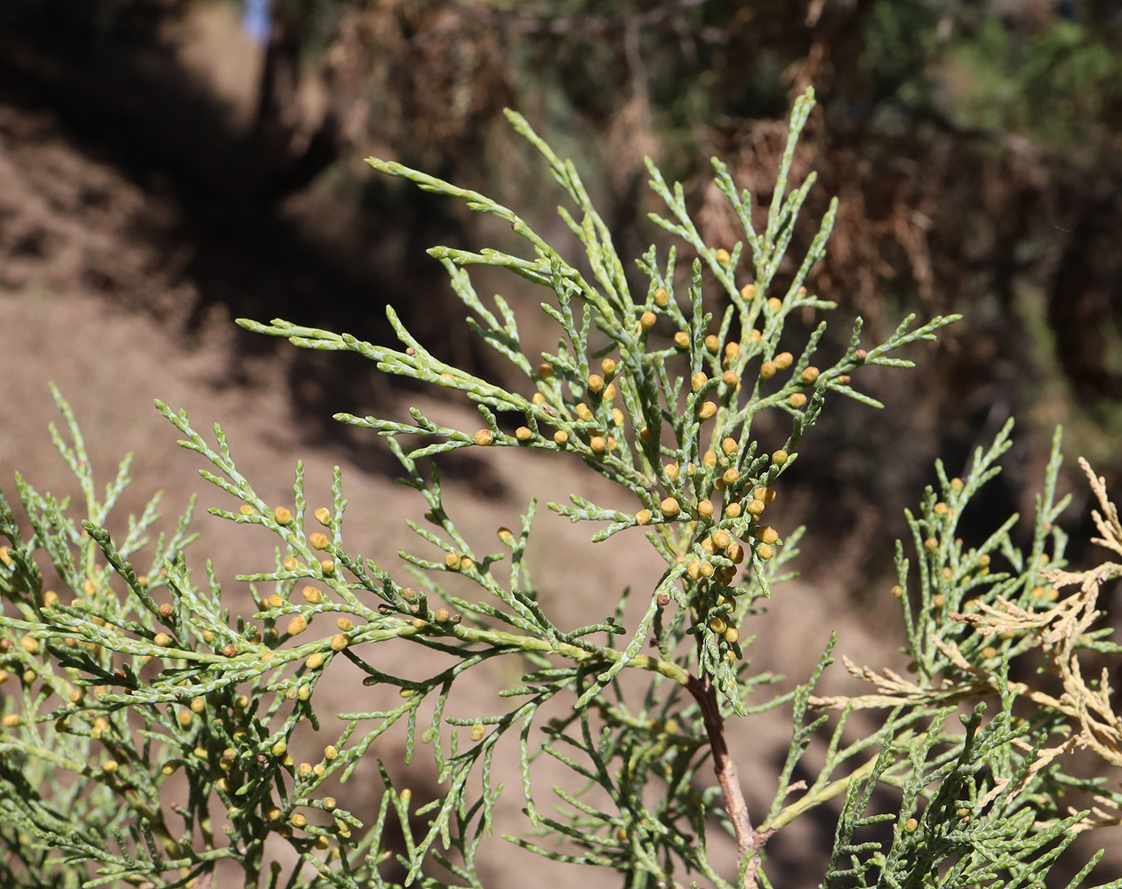 Изображение особи Juniperus seravschanica.