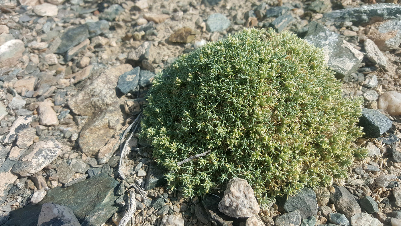 Image of Nanophyton mongolicum specimen.