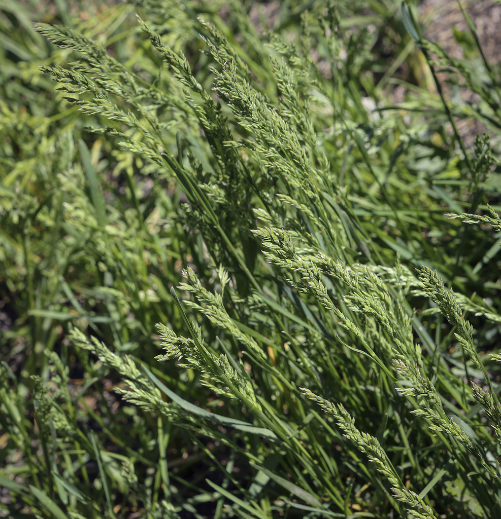 Image of genus Poa specimen.