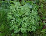 Artemisia vulgaris