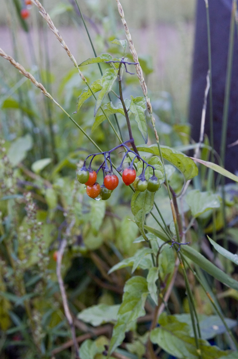 Image of Solanum kitagawae specimen.