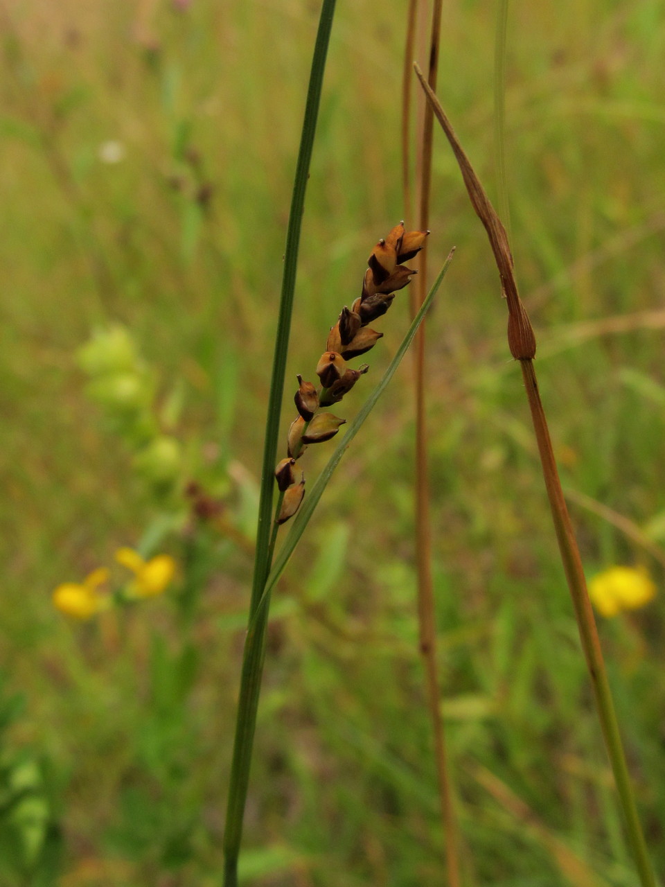 Изображение особи Carex panicea.