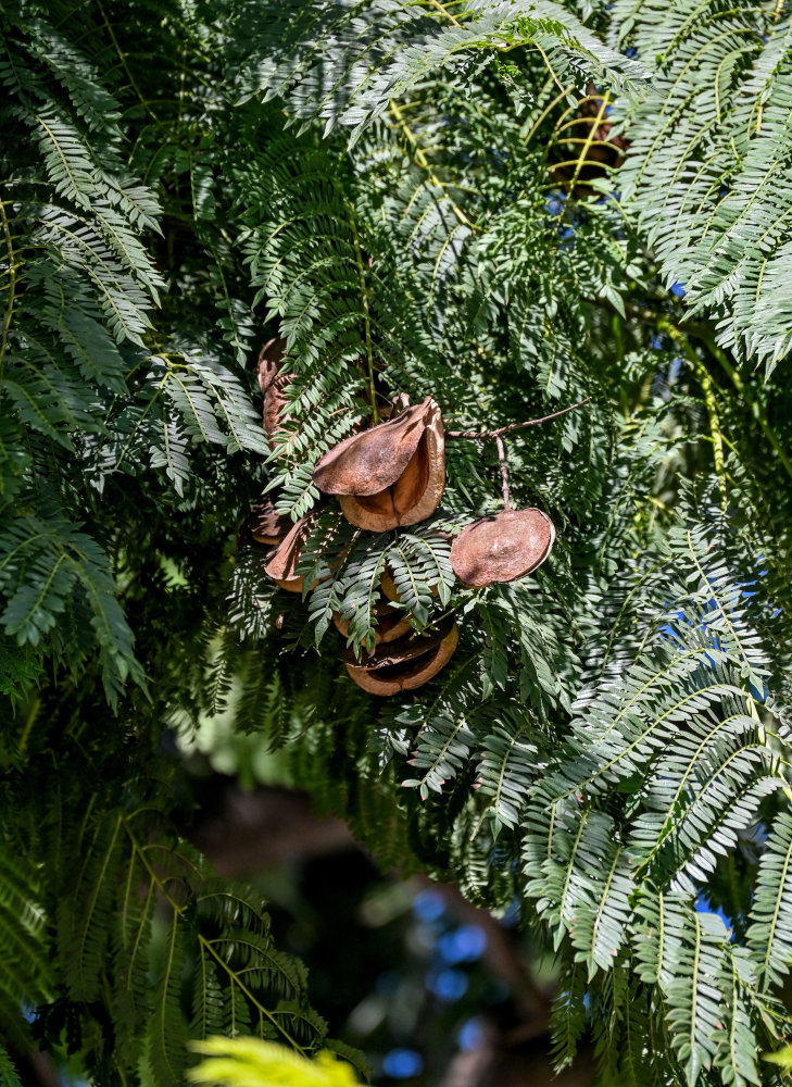 Image of Jacaranda mimosifolia specimen.