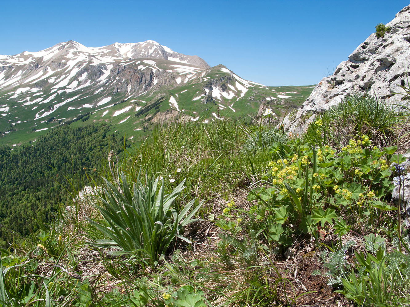 Image of Plantago atrata specimen.