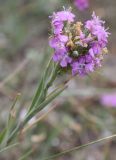 Dianthus pseudarmeria. Верхушка цветущего растения. Крым, Бахчисарайский р-н, окр. с. Трудолюбовка, петрофильная степь у подножия г. Белой. 20.07.2009.