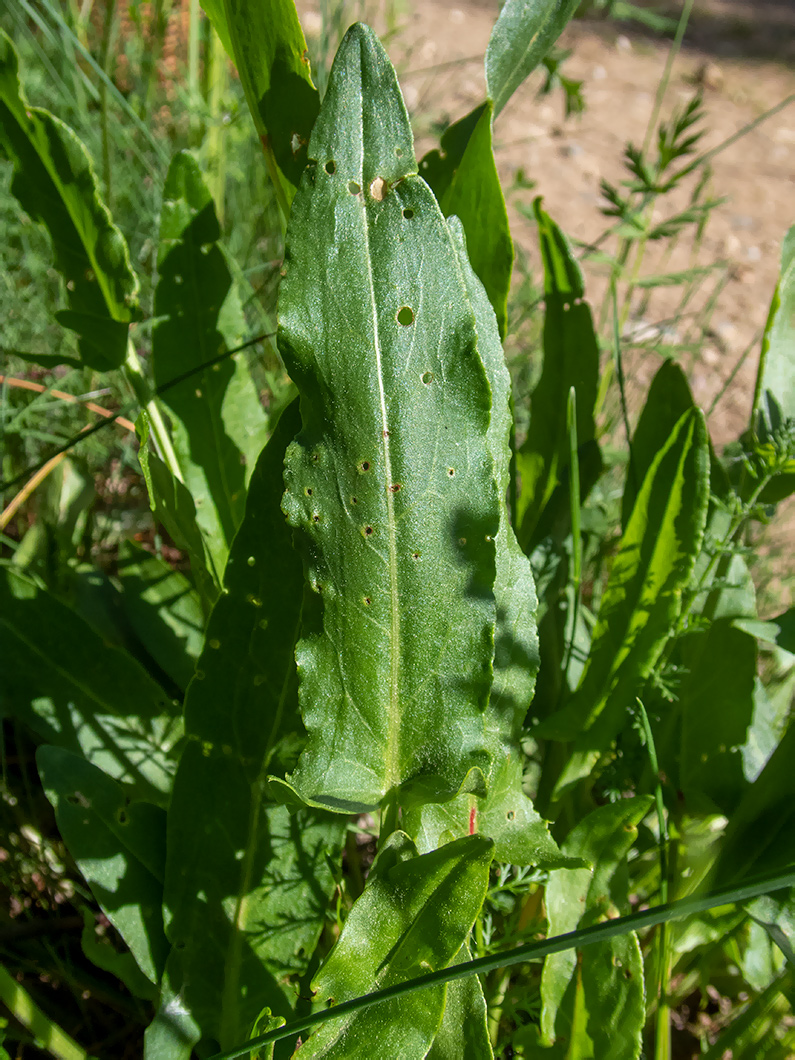 Image of Rumex acetosa specimen.