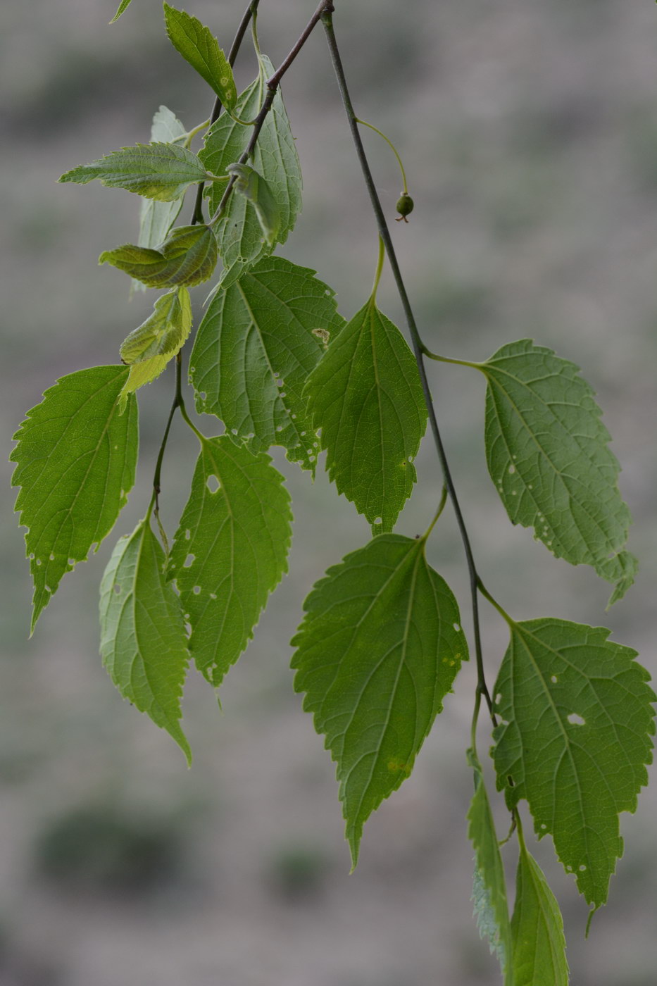 Изображение особи Celtis caucasica.