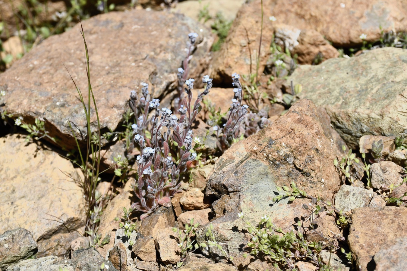 Image of Myosotis minutiflora specimen.