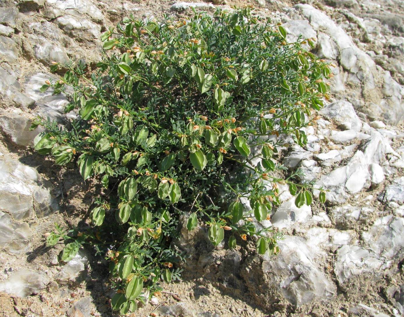 Изображение особи Zygophyllum pinnatum.