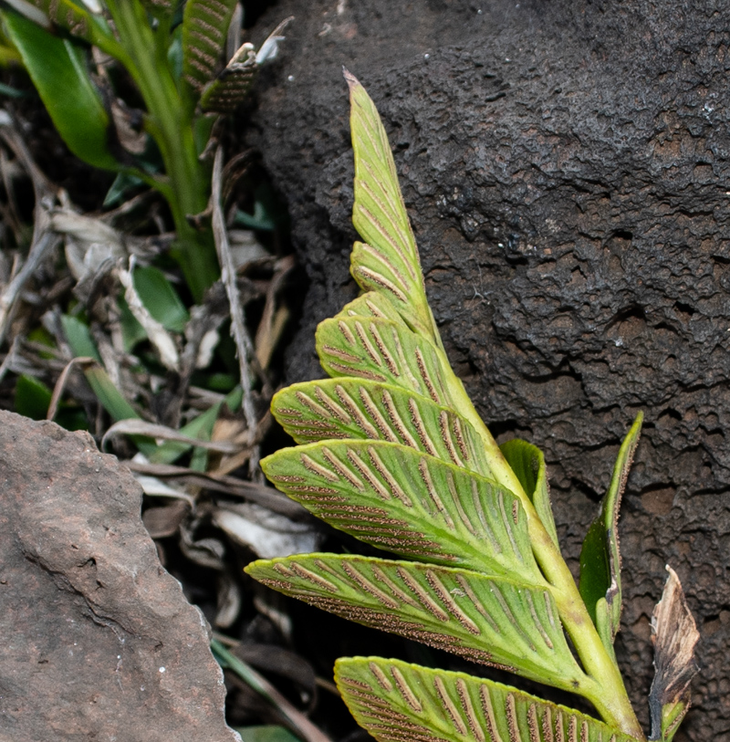 Image of Asplenium decurrens specimen.