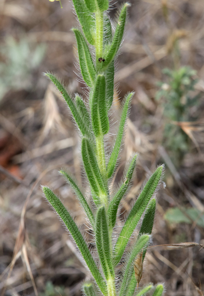 Image of Onosma visianii specimen.