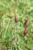 Dianthus caucaseus. Верхушка плодоносящего растения. Чечня, Итум-Калинский р-н, окр. ур. Цамадой, выс. 2000 м н.у.м., луг. 6 августа 2023 г.