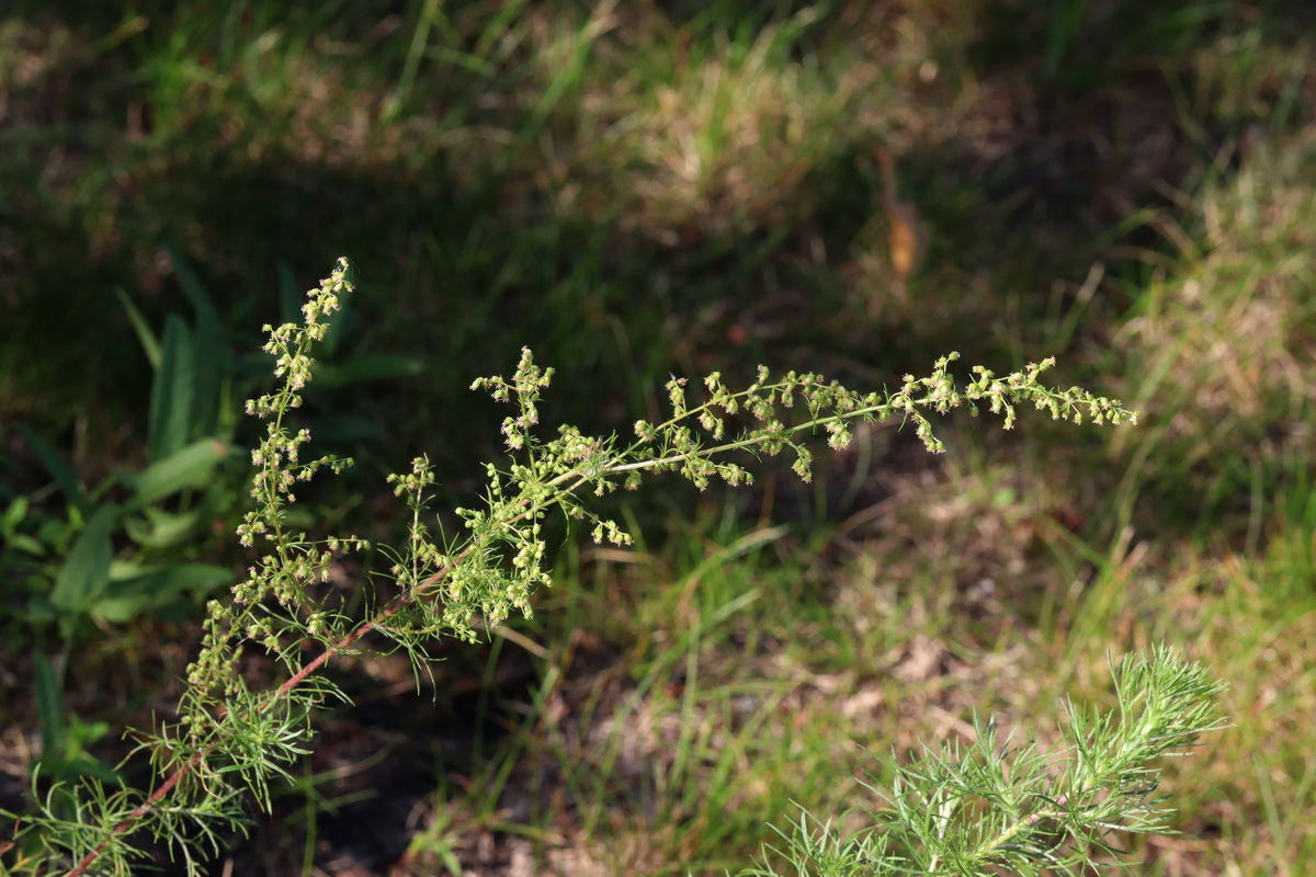 Image of Artemisia commutata specimen.