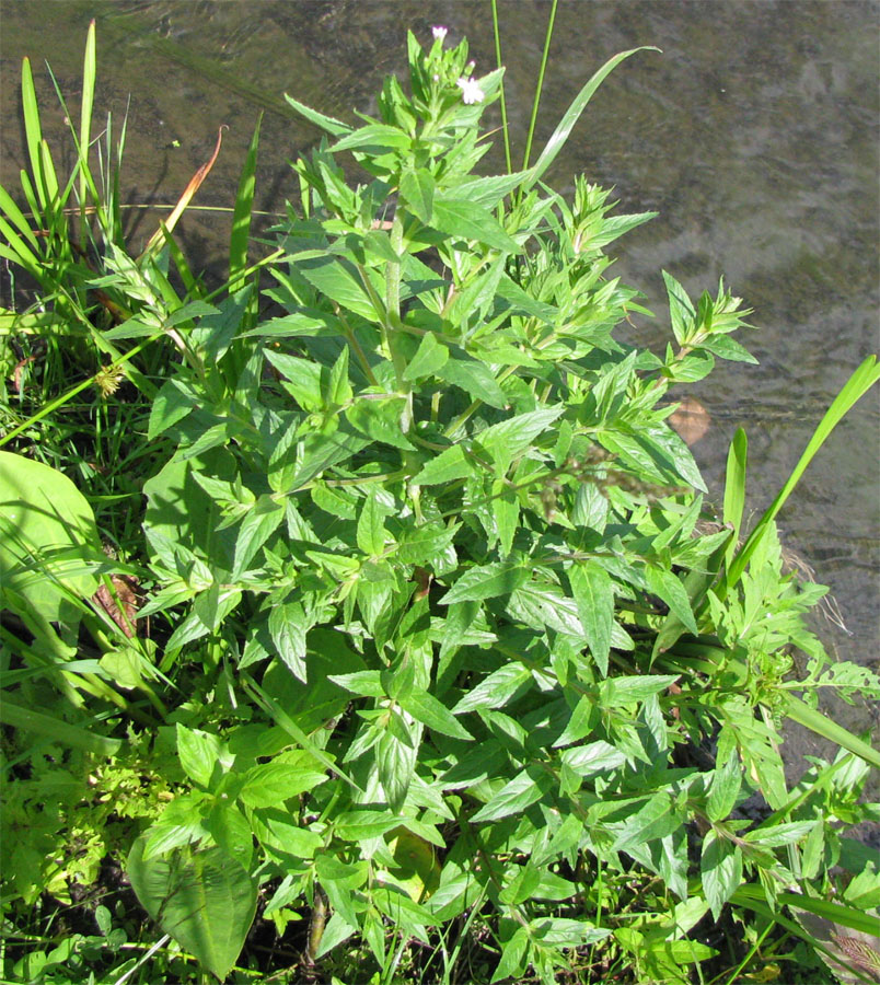 Image of Epilobium adenocaulon specimen.