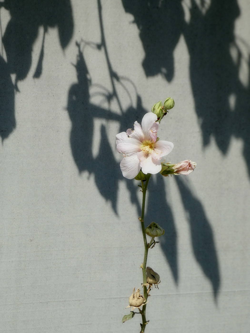 Image of Alcea rosea specimen.