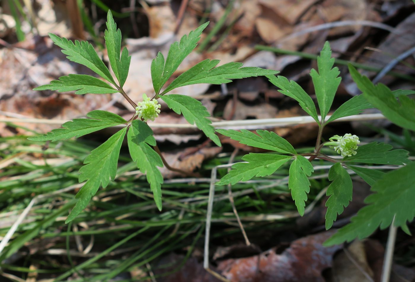 Изображение особи Anemone reflexa.