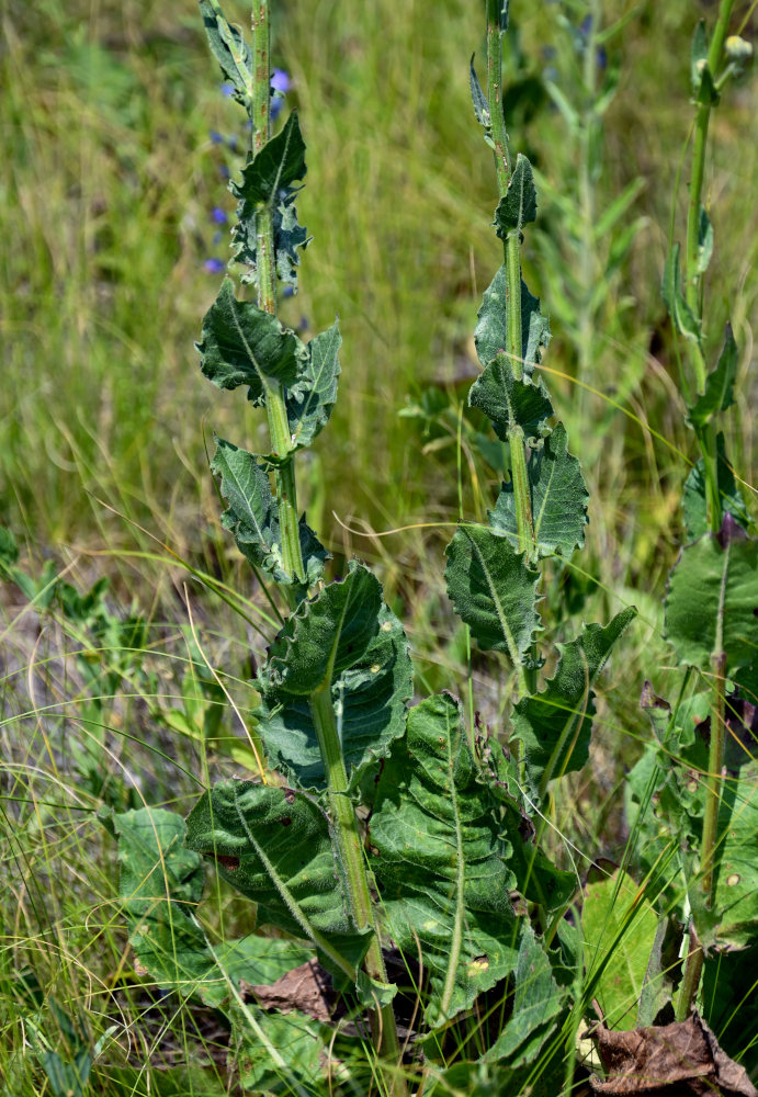 Image of Crepis pannonica specimen.