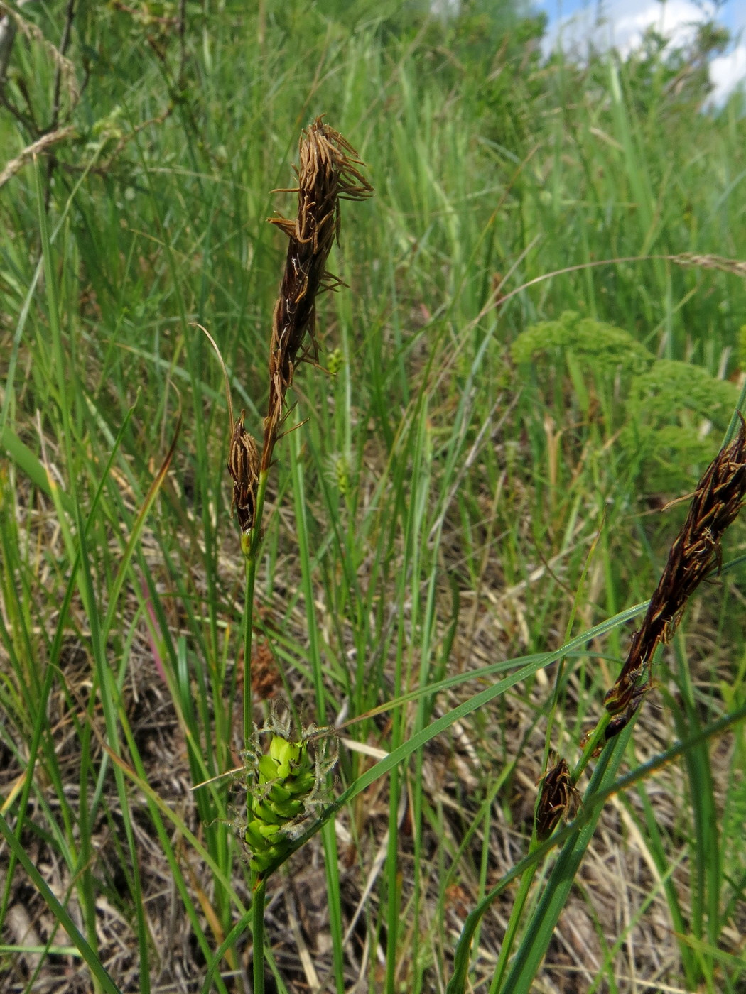 Image of Carex melanostachya specimen.