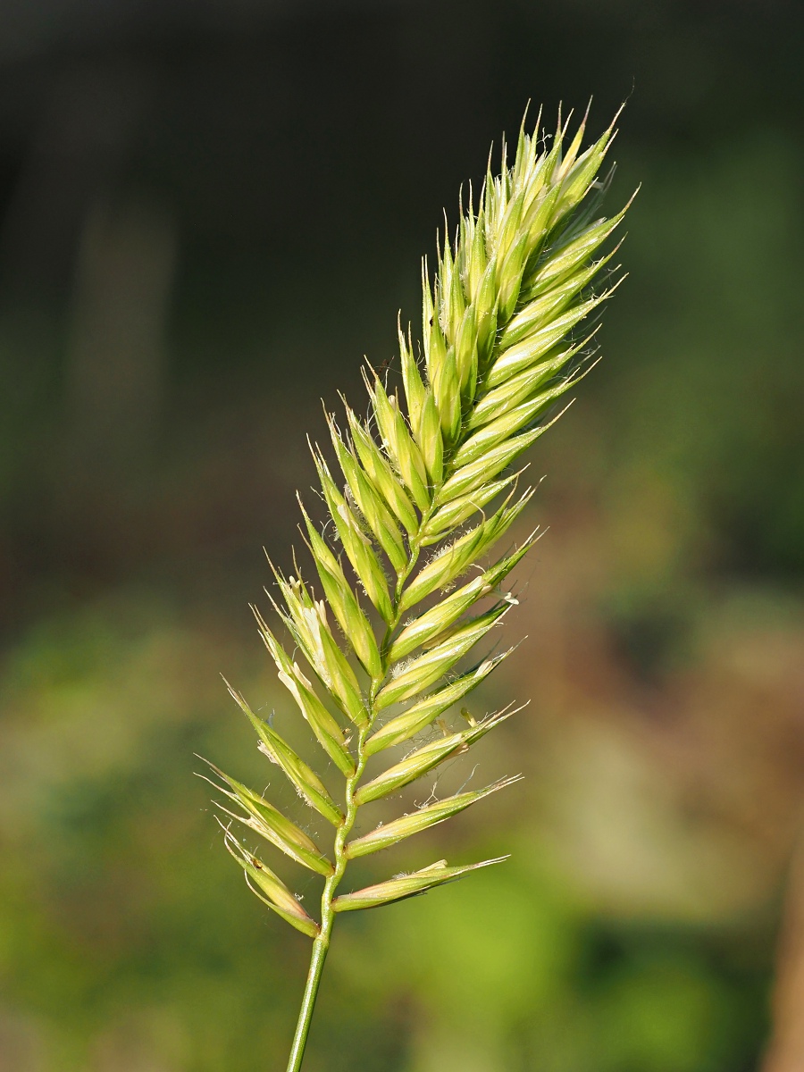 Изображение особи Agropyron pectinatum.