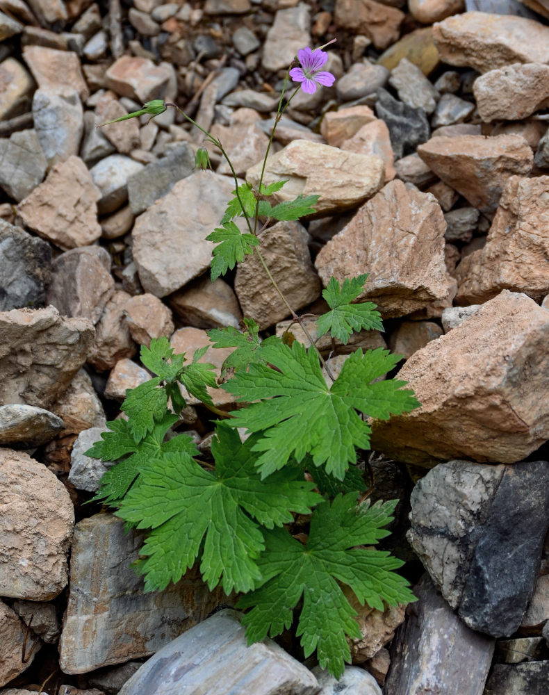 Изображение особи Geranium rectum.