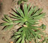 familia Arecaceae. Молодое растение. Узбекистан, г. Андижан, частный двор, в культуре. 05.07.2023.