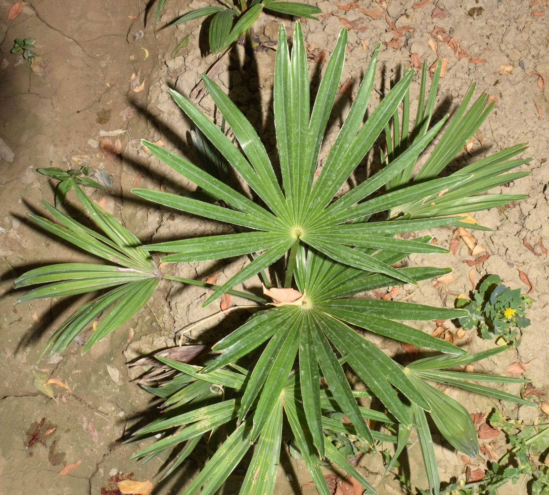 Изображение особи Trachycarpus fortunei.