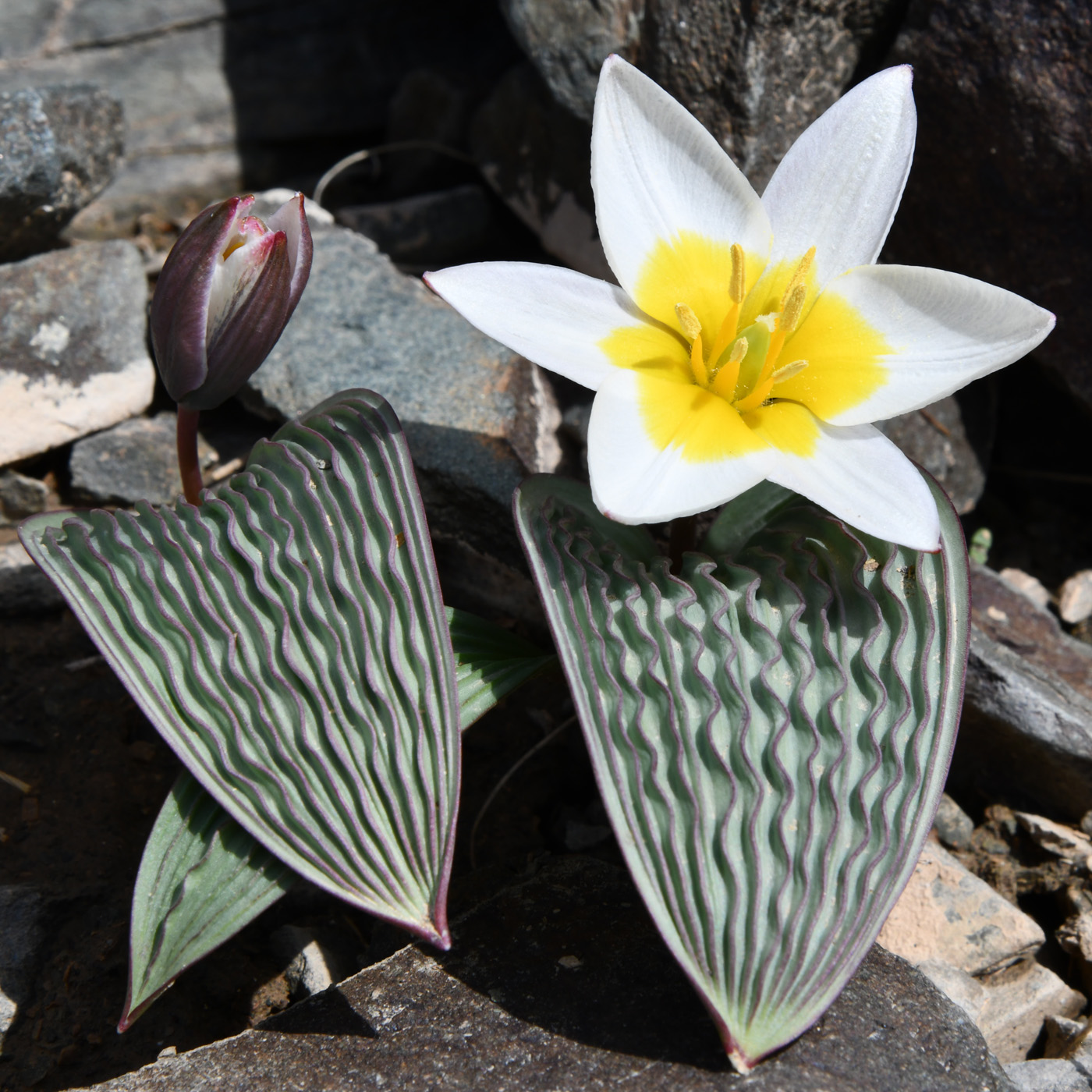 Image of Tulipa regelii specimen.