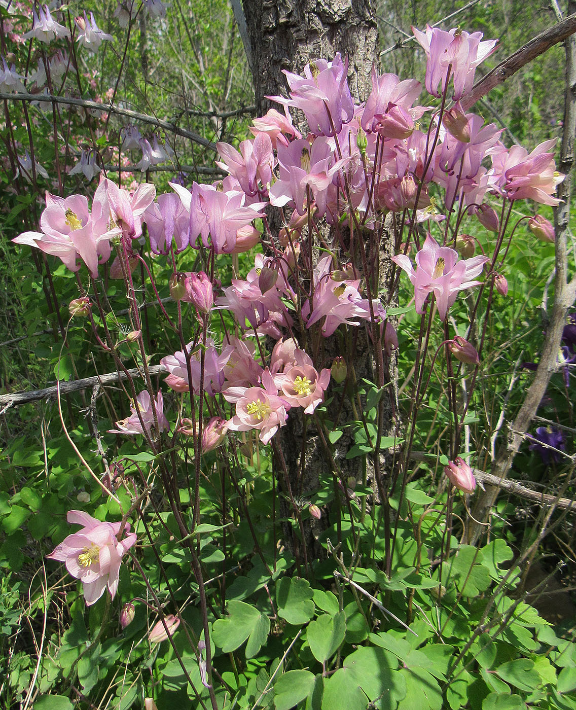 Изображение особи Aquilegia vulgaris.