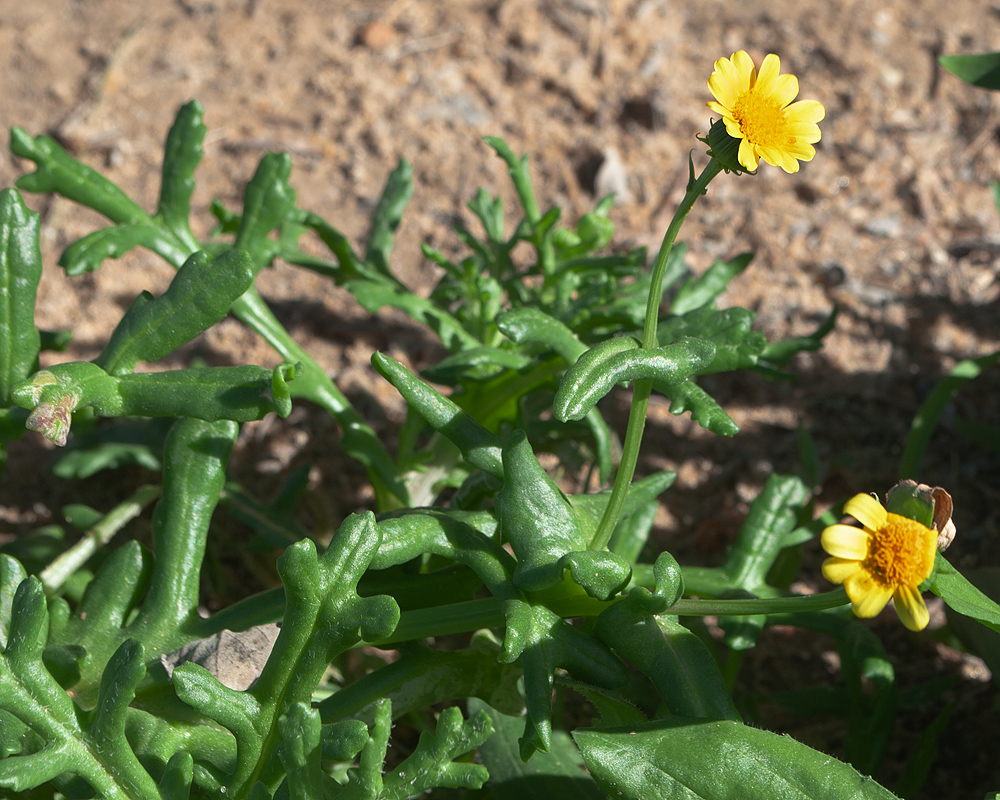 Image of Senecio glaucus specimen.