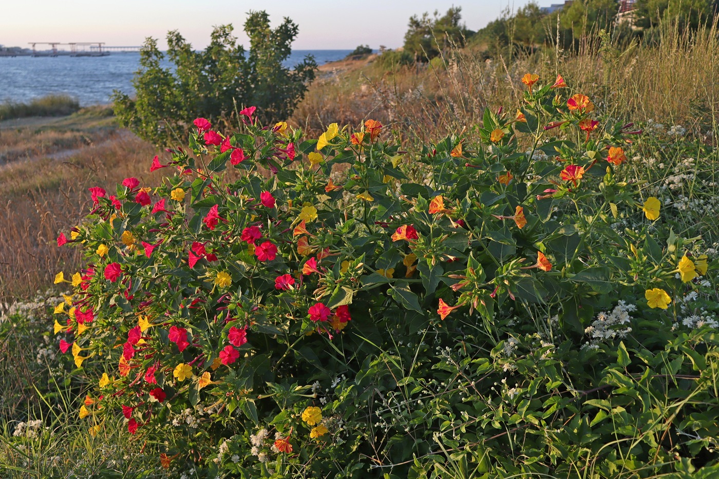 Изображение особи Mirabilis jalapa.