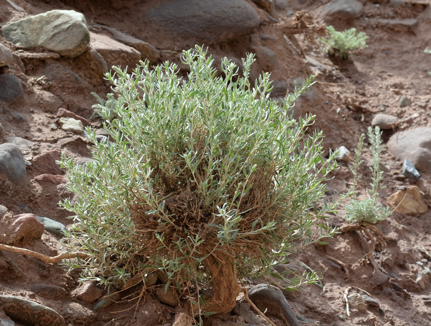 Image of Krascheninnikovia ceratoides specimen.