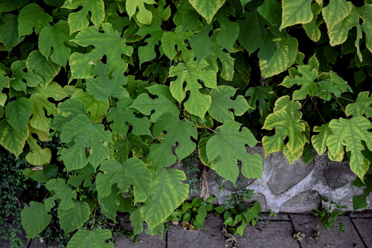 Image of Broussonetia papyrifera specimen.