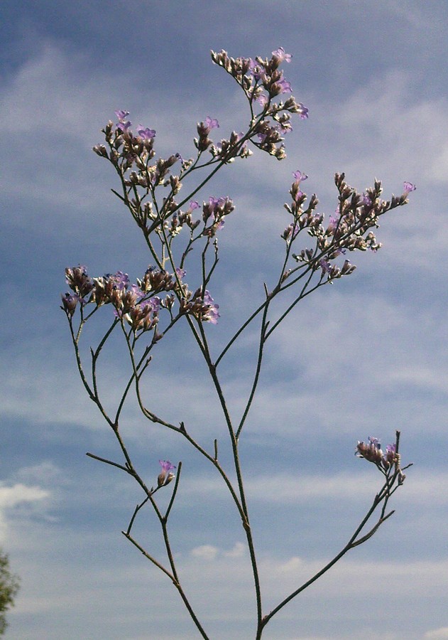 Изображение особи Limonium tomentellum.