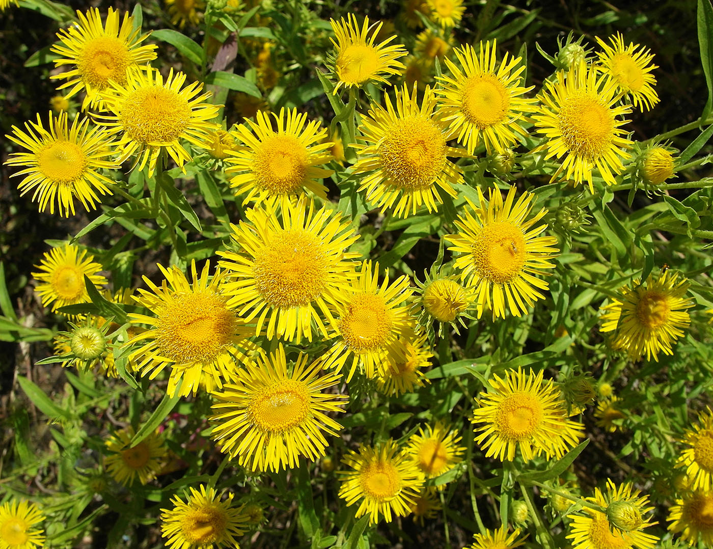 Image of Inula britannica specimen.