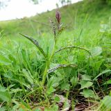 Dactylorhiza urvilleana