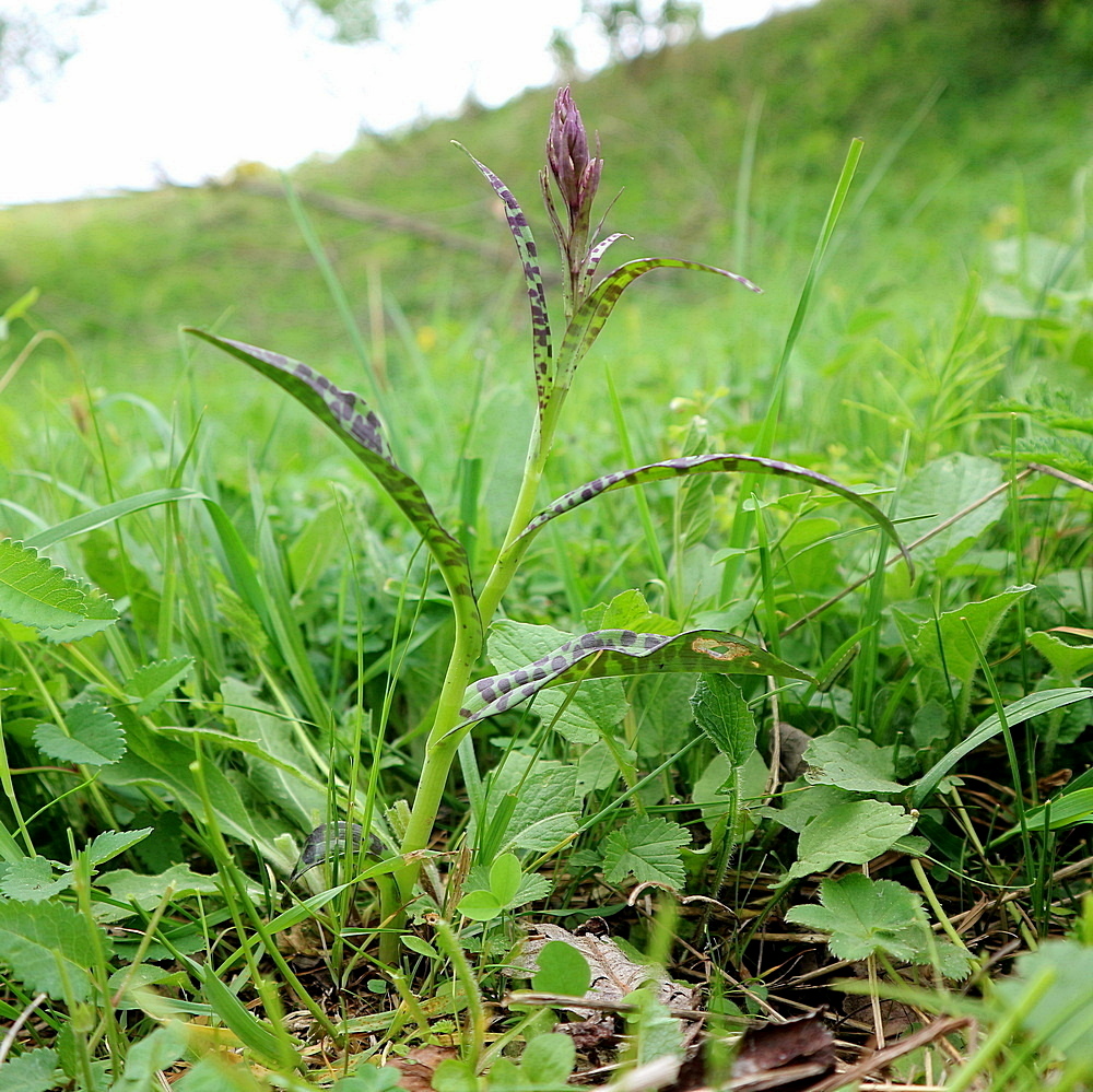 Image of Dactylorhiza urvilleana specimen.