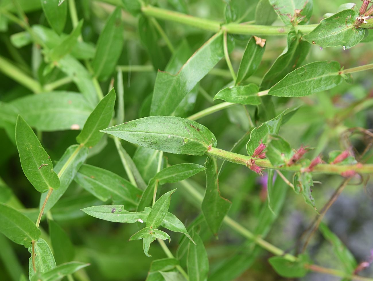 Image of Lythrum salicaria specimen.