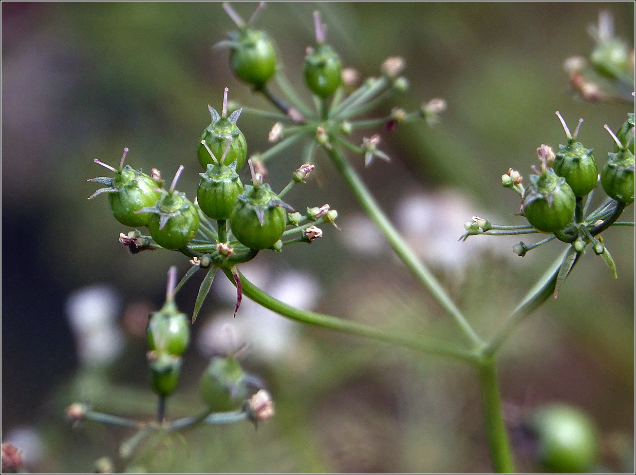 Изображение особи Coriandrum sativum.