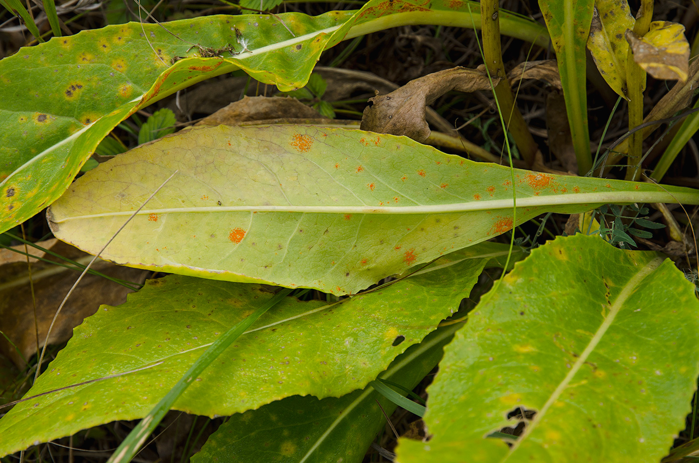 Image of familia Asteraceae specimen.