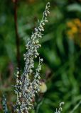 Artemisia absinthium. Верхушка побега с соцветиями. Московская обл., окр. г. Железнодорожный, долина р. Чёрная, залежь. 26.08.2024.