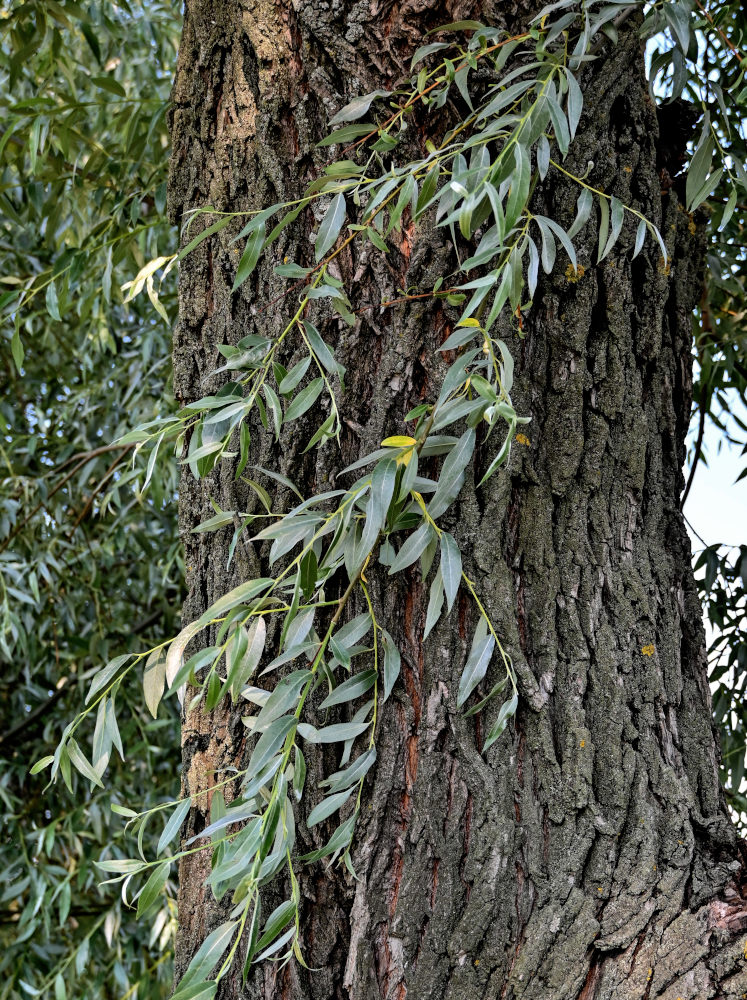 Изображение особи Salix alba.