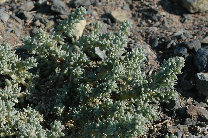 Image of Halogeton glomeratus specimen.