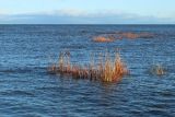 Typha latifolia