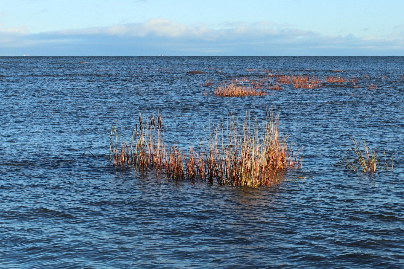 Image of Typha latifolia specimen.