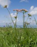 Pimpinella rhodantha