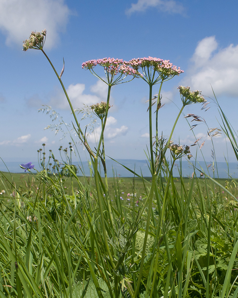 Изображение особи Pimpinella rhodantha.